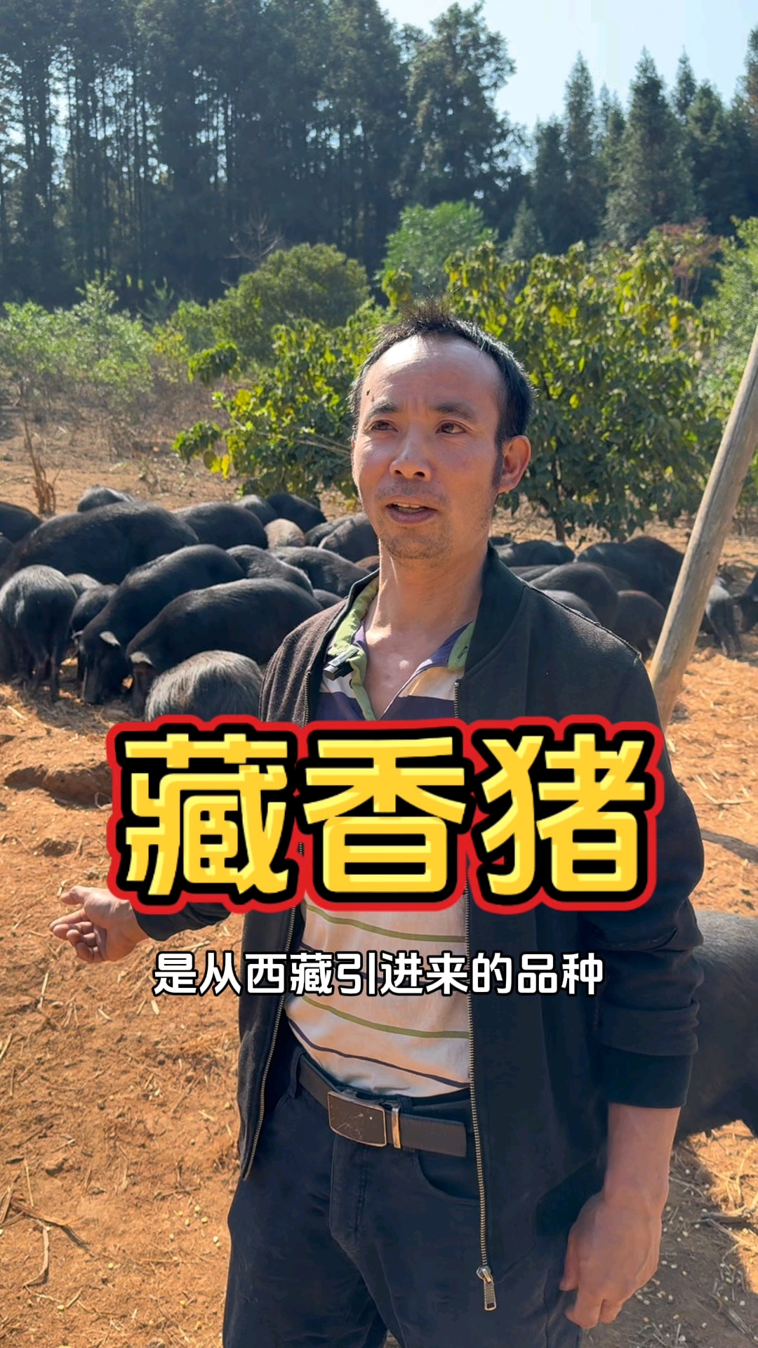 贵州特色美食之黎平藏香猪肉火锅,特别香!