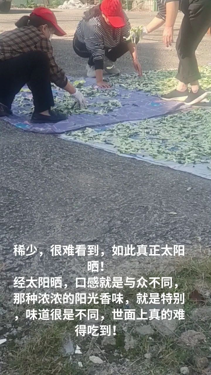 难得看到的真正太阳晒香菜场景!