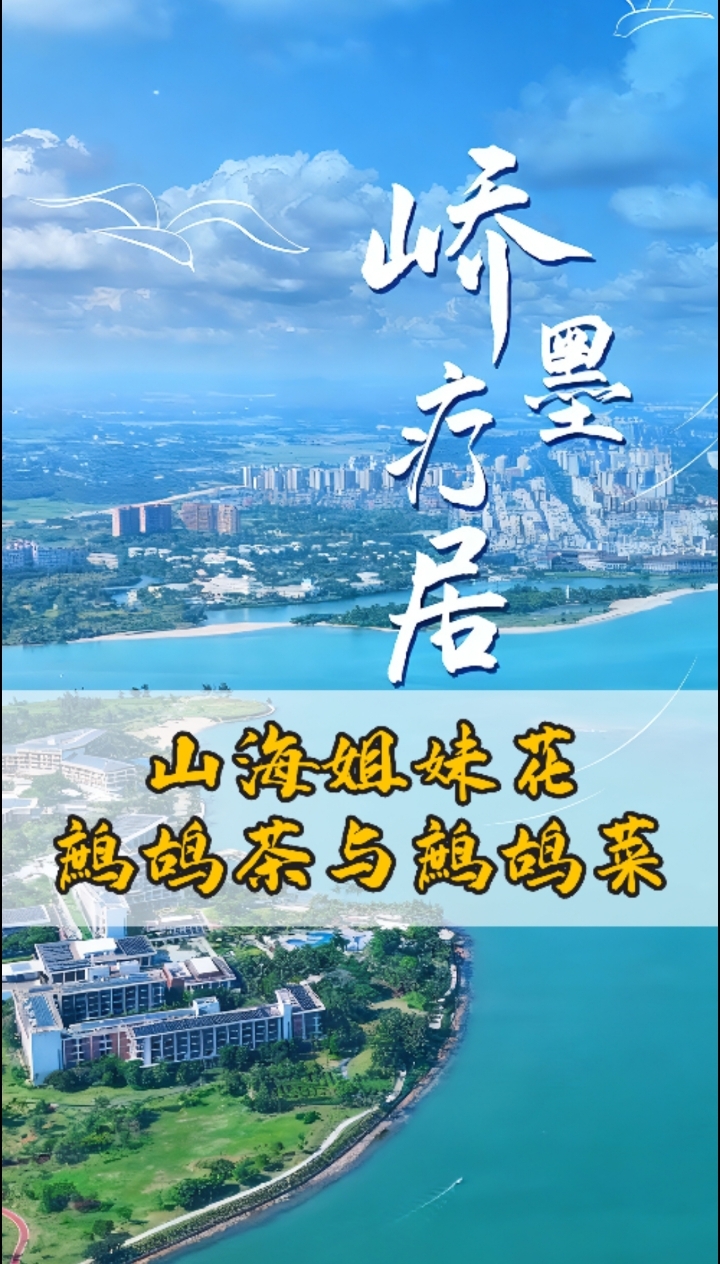 山海姐妹花，鹧鸪茶与鹧鸪菜#海南旅居#自然疗愈#康养旅居