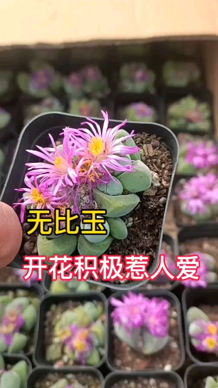 番杏科的多肉,个个都如小家碧玉一样美,比如这种无比玉