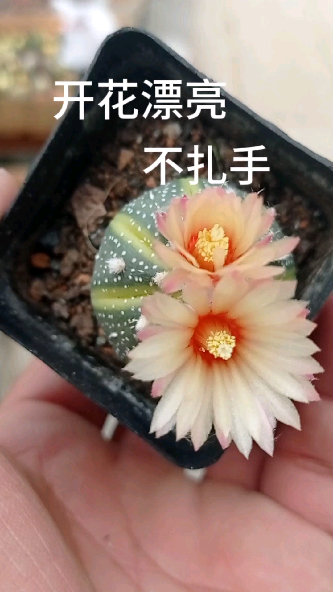 适合新手的无刺仙人球,星兜锦,正在开花中