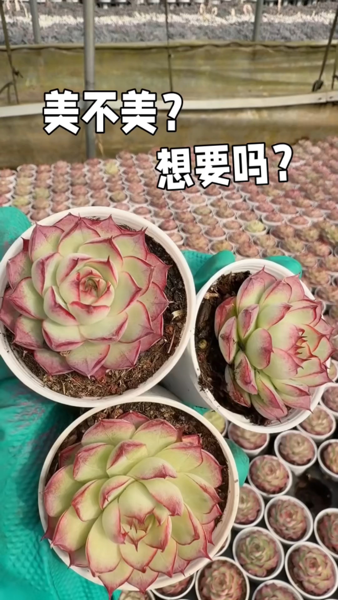 分享2种很养眼的多肉植物,玫瑰女王和达摩春莹,好看吗