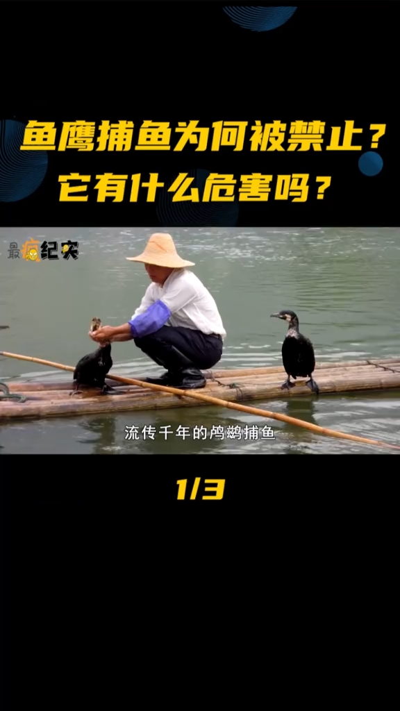 流传千年的鸬鹚捕鱼,如今为何被禁止,它有什么危害吗?