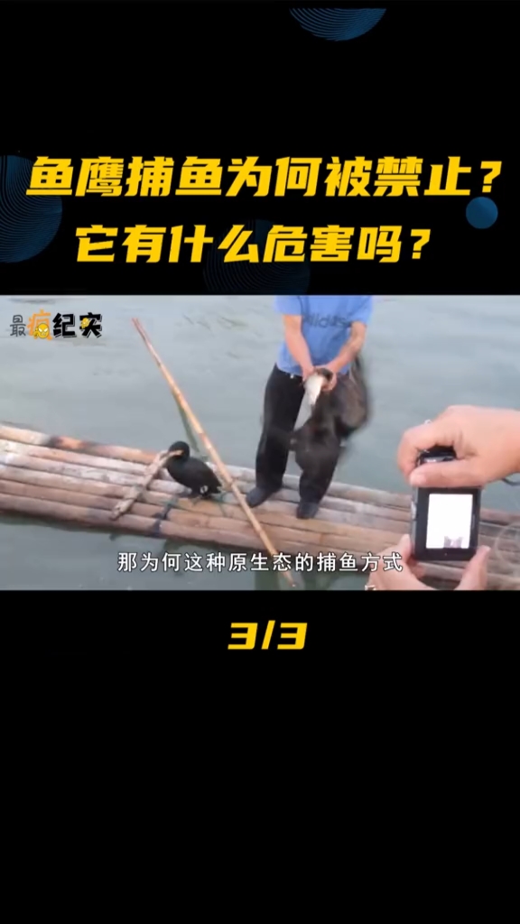 流传千年的鸬鹚捕鱼,如今为何被禁止,它有什么危害吗.