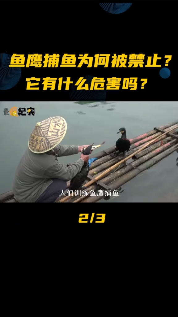 流传千年的鸬鹚捕鱼,如今为何被禁止,它有什么危害吗?2