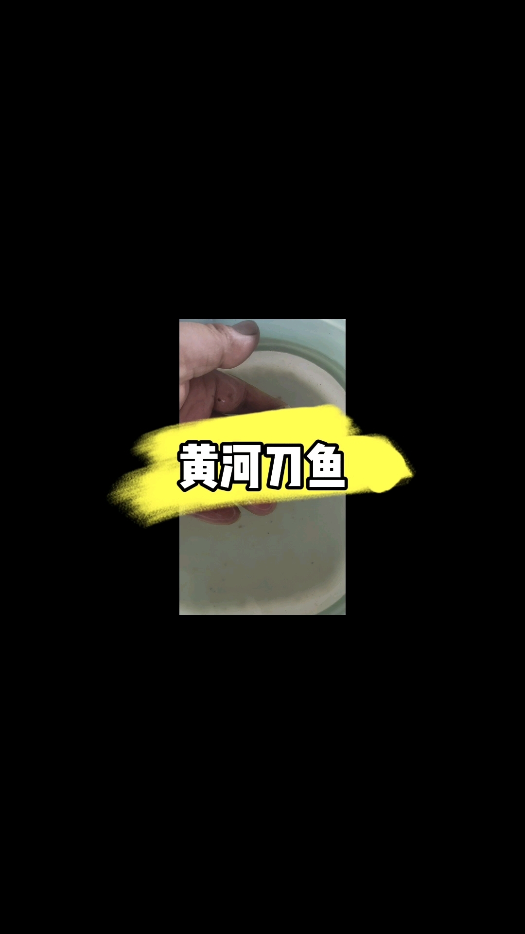 黄河刀鱼真好看啊