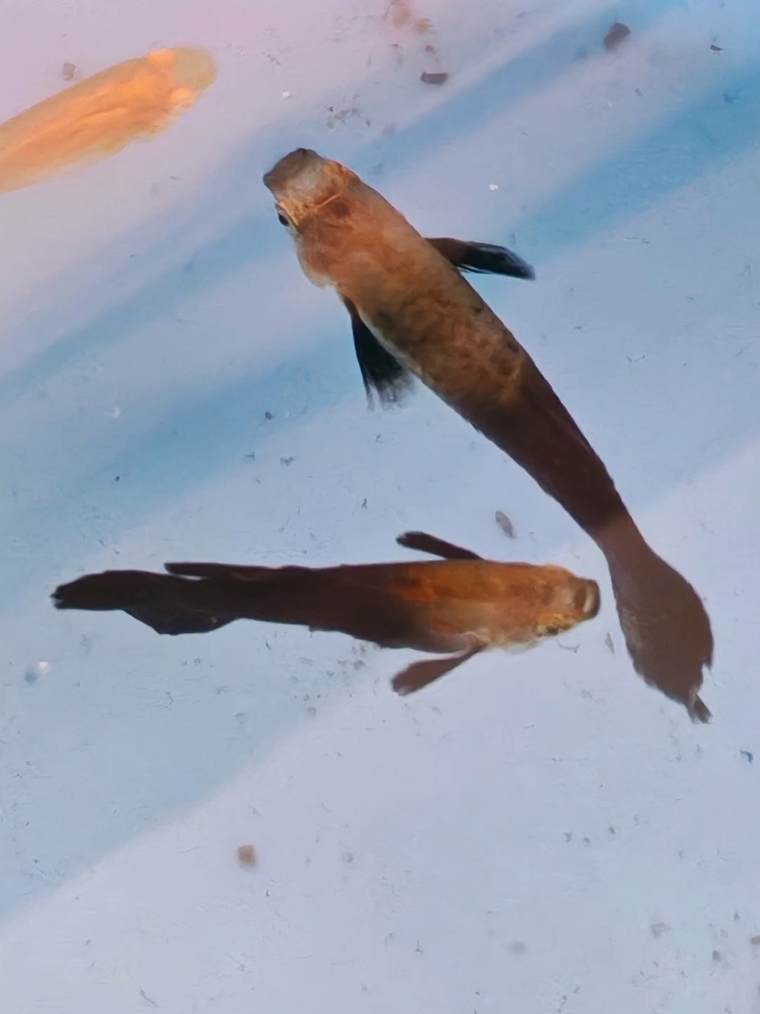 花15块钱买的黑玫瑰孔雀鱼，终于生崽啦！