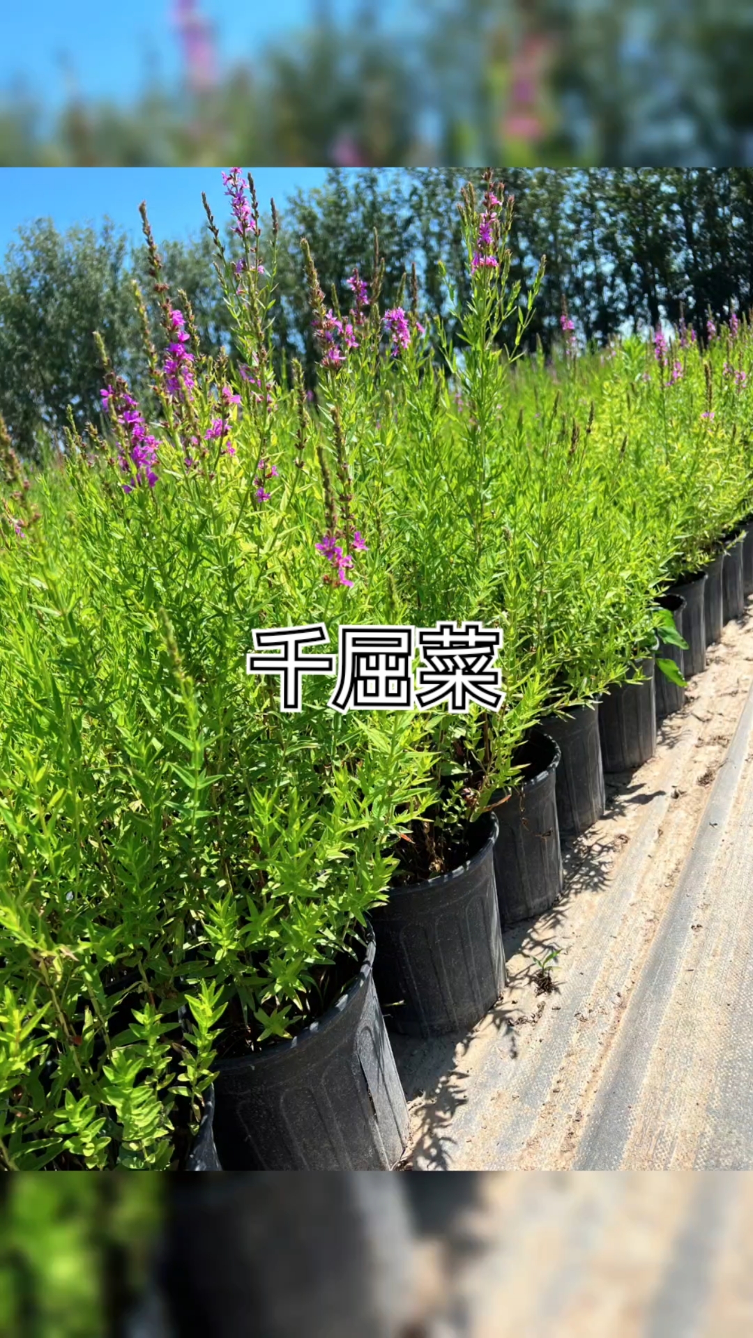 千屈菜是千屈菜科多年生草本植物，茎直立多分枝，叶片狭长披针形