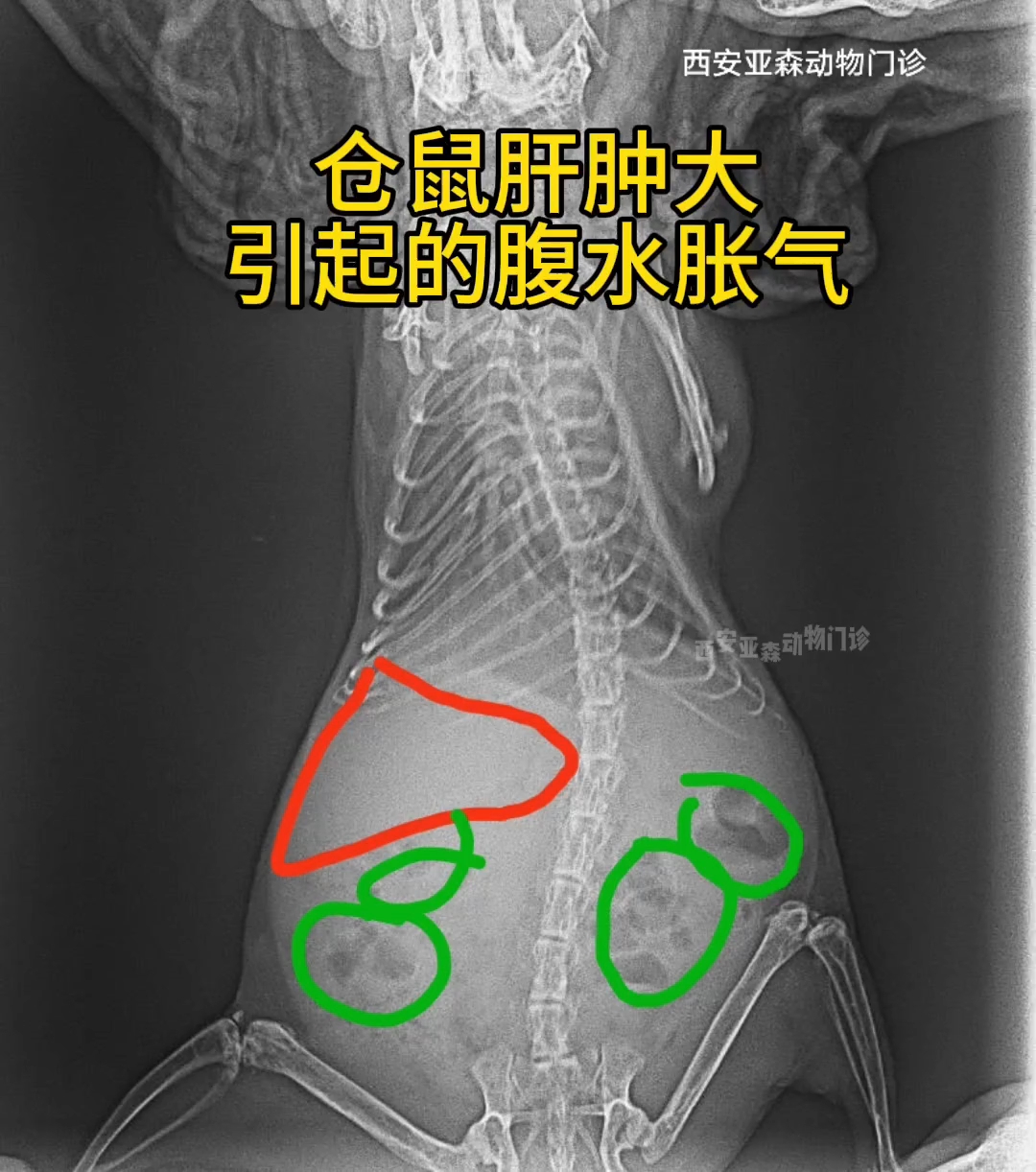 仓鼠肝肿大引起的腹水胀气!