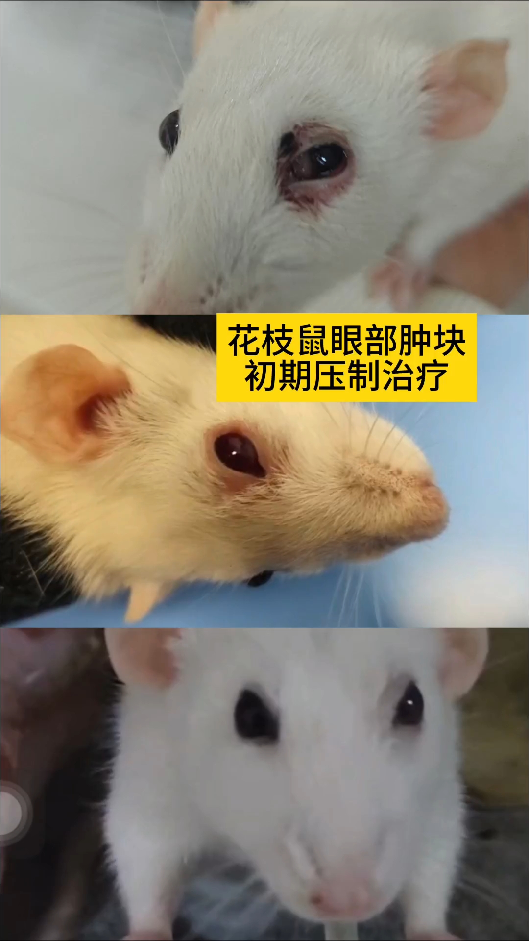花枝鼠眼部肿块初期压制治疗