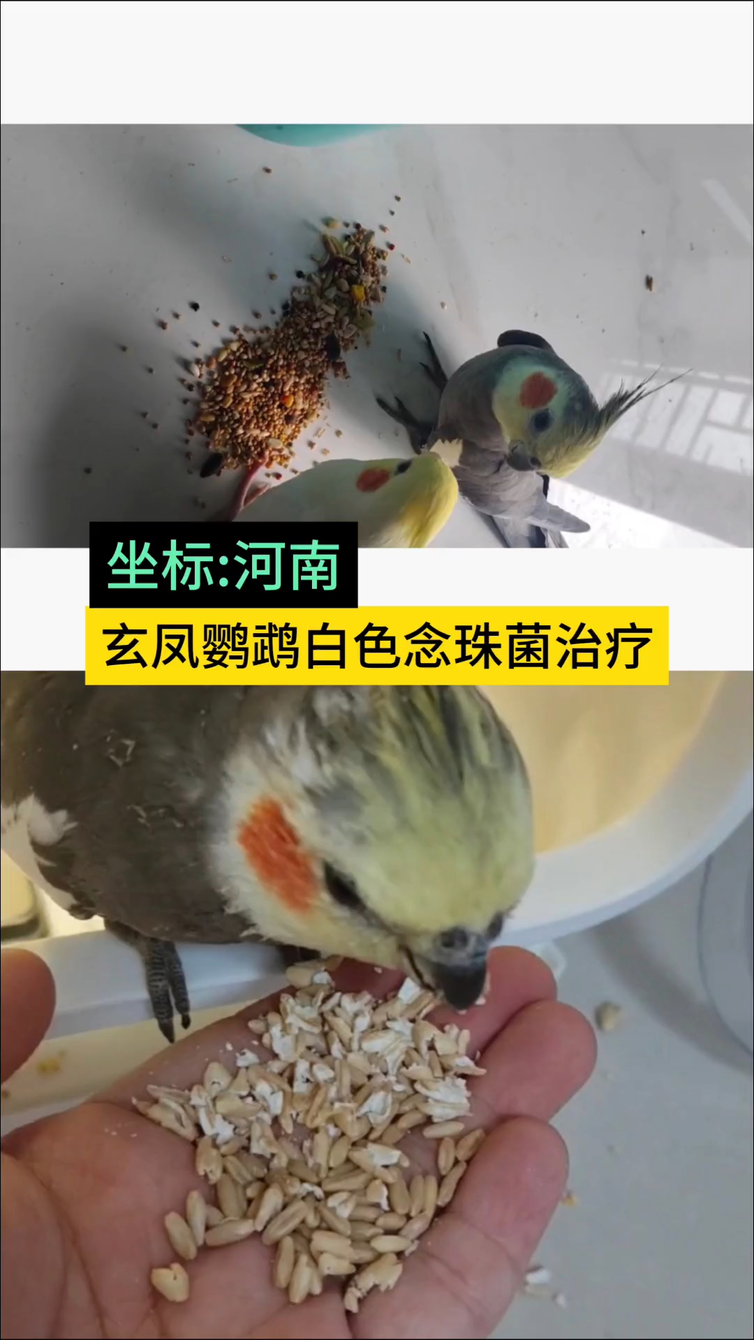 玄凤鹦鹉白色念珠菌治疗