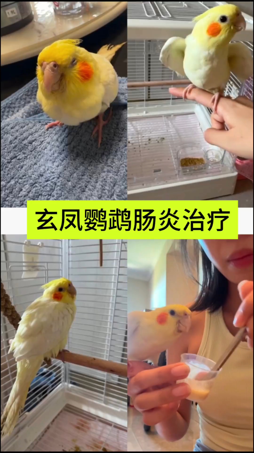 玄凤鹦鹉肠炎治疗