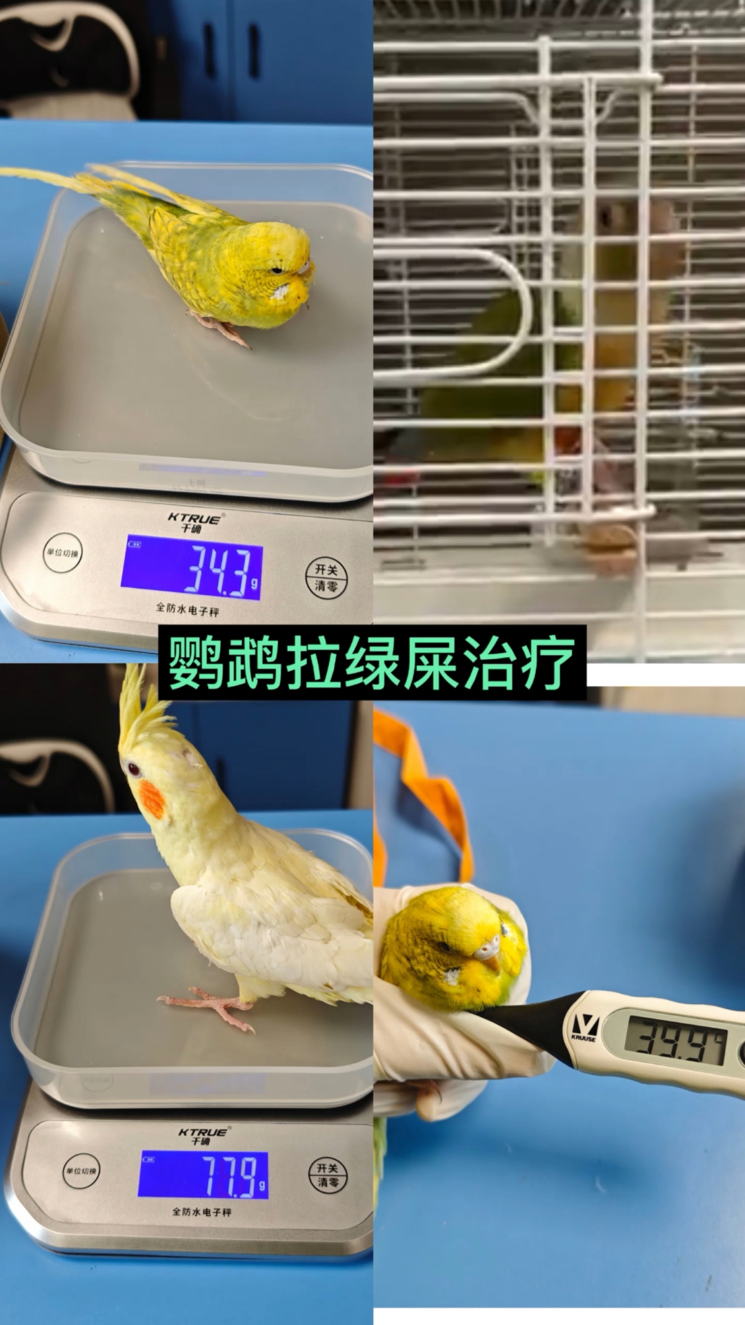 鹦鹉拉绿屎治疗