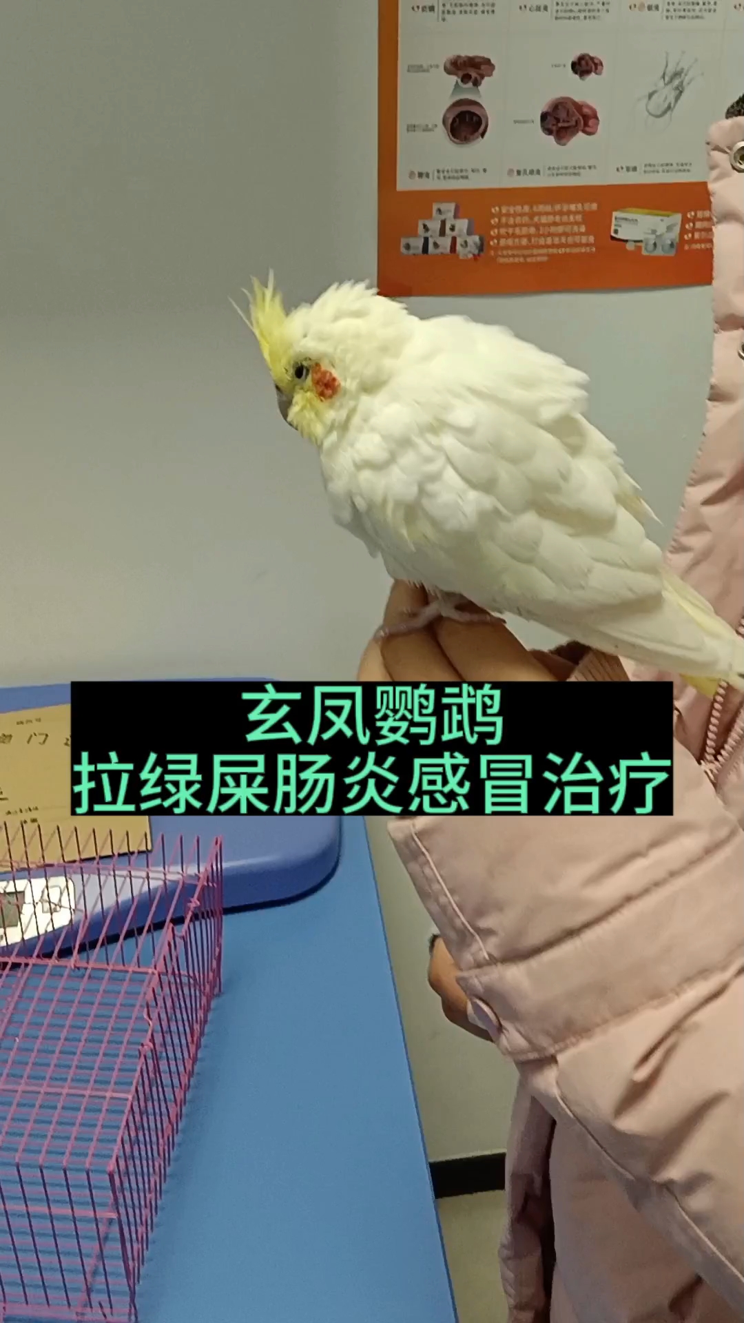 玄凤鹦鹉拉绿屎肠炎感冒治疗