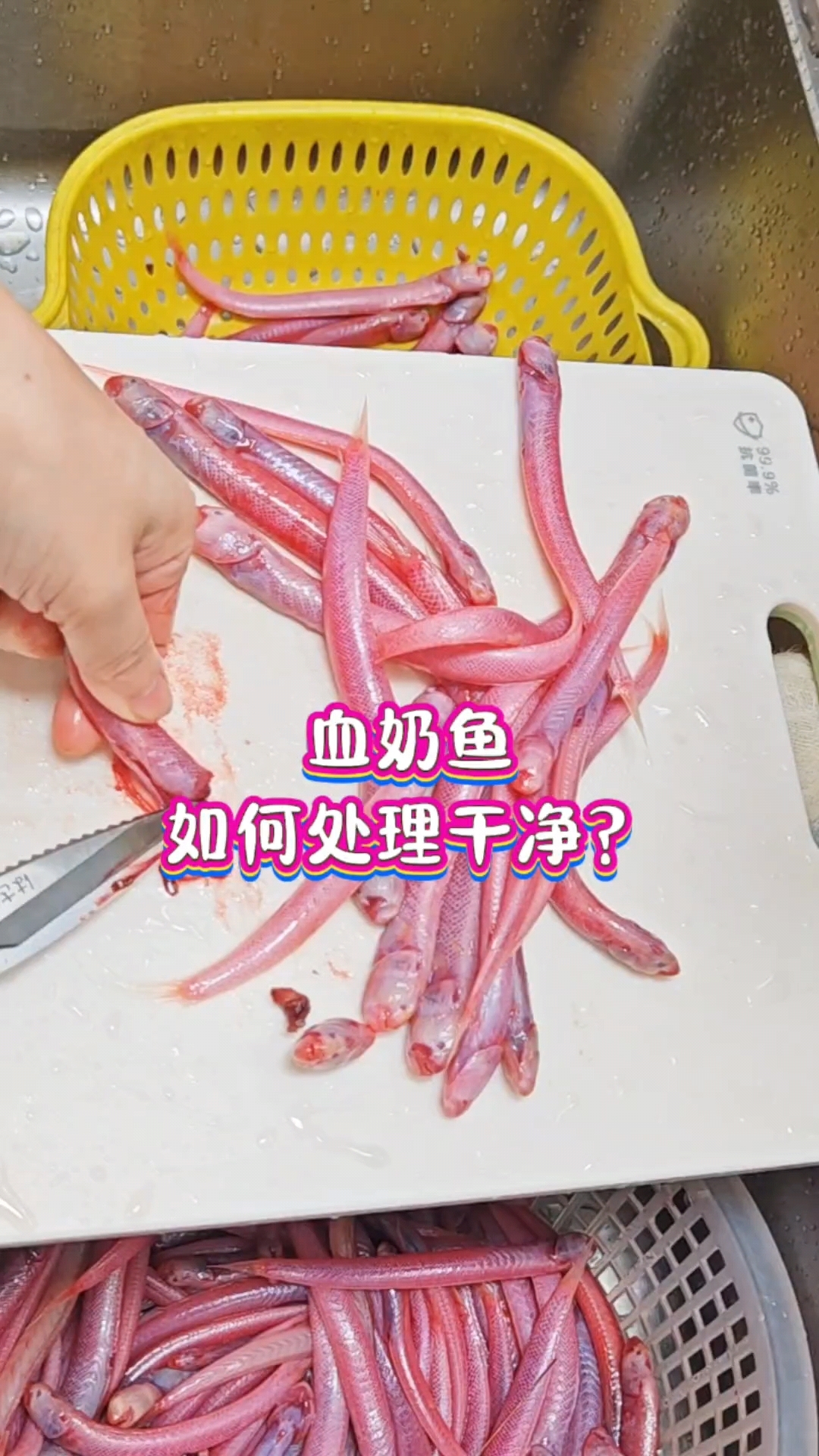 很多人没有见过这种#乃鱼 吧!多吃对女人超好哦 #血奶鱼