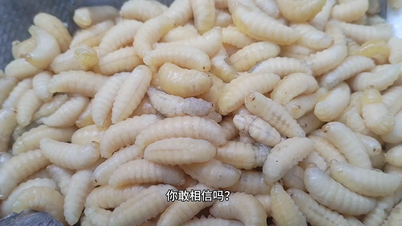 蜂蛹高蛋白优质蛋白营养价值高