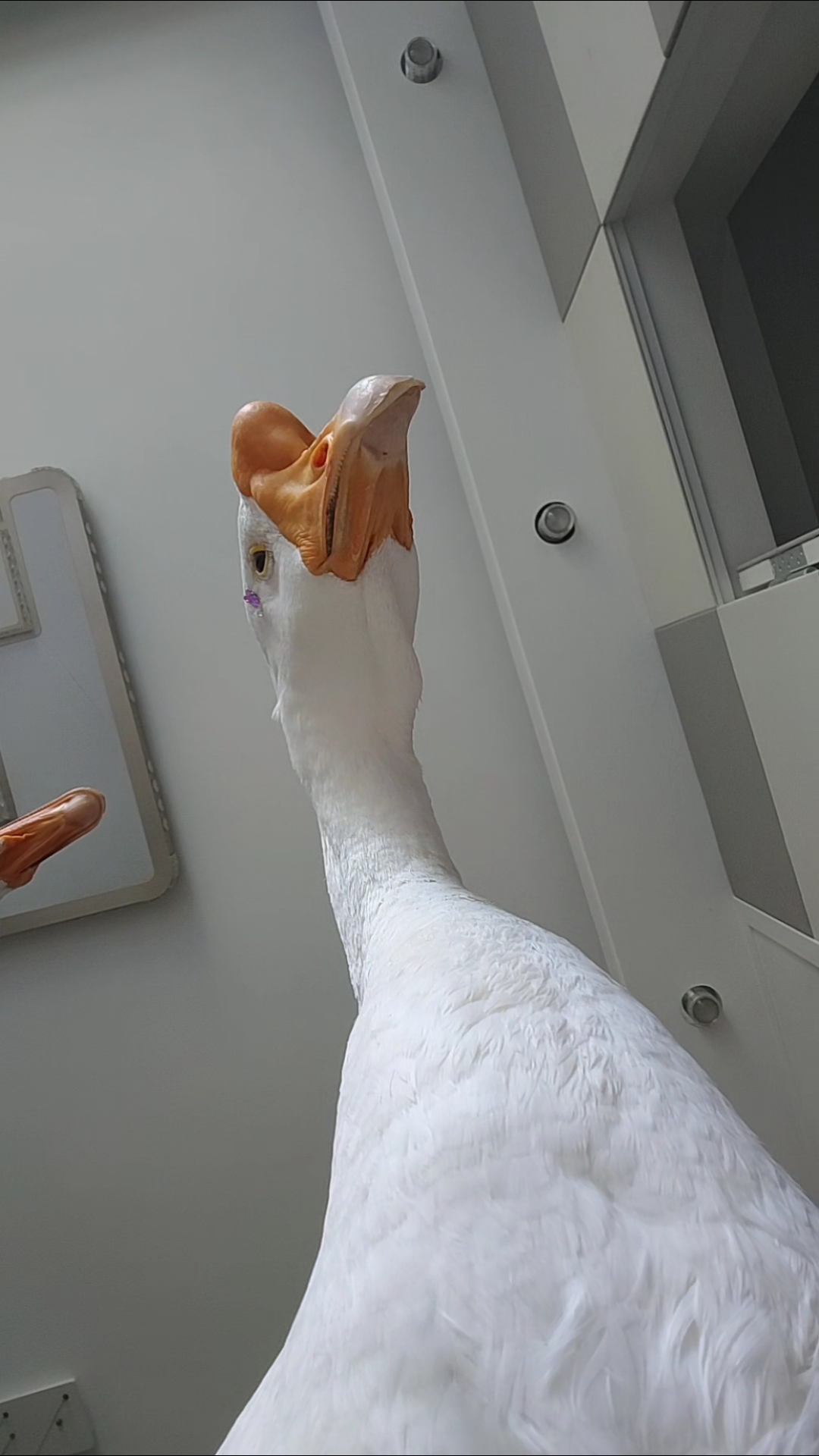 大鹅是拼实力玩手机的,哈哈