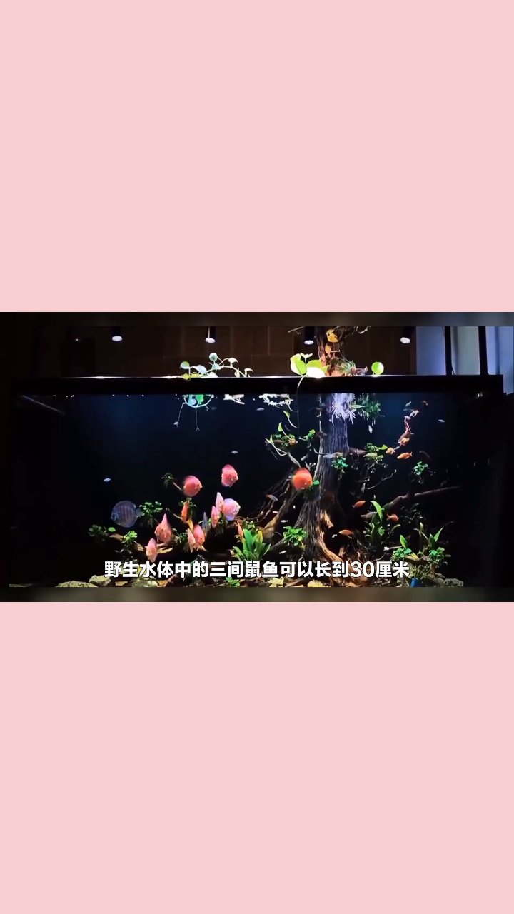 #养鱼小妙招# #养鱼日记#
