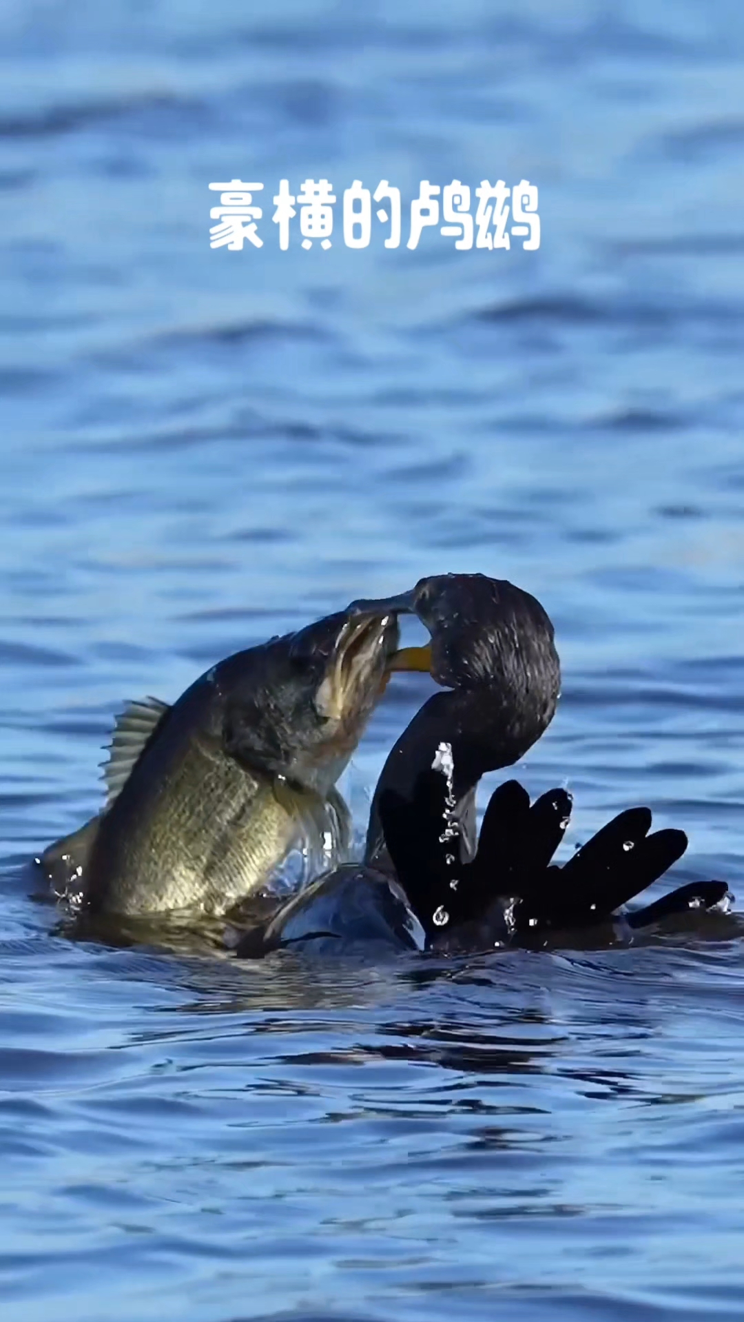 鸬鹚吃鱼到底有多厉害