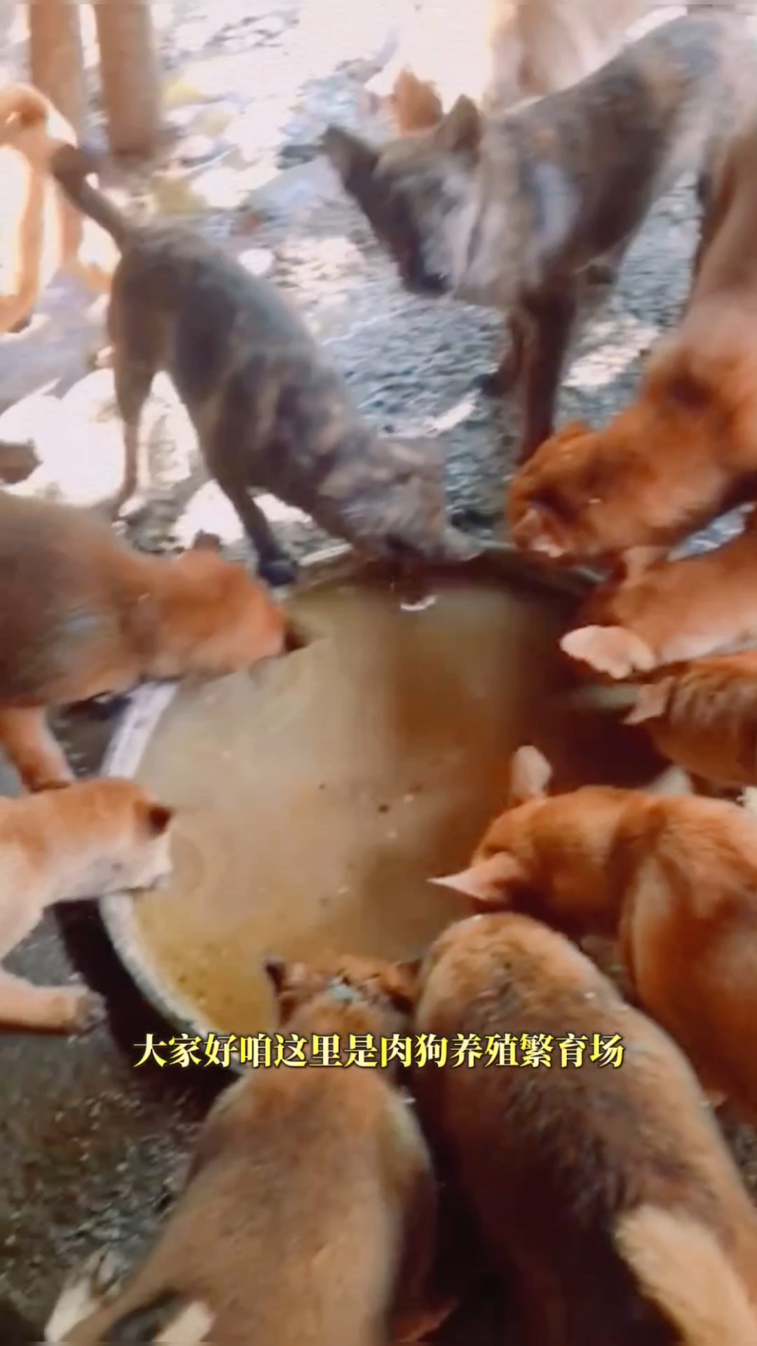 肉狗苗 肉狗养殖 肉狗养殖场 肉狗养殖技术 肉狗养殖成本