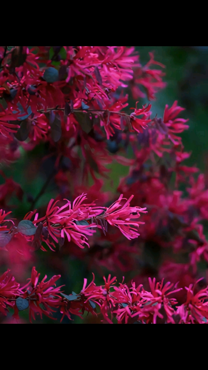  红花檵木花语寓意发财、幸福与相伴一生的美丽花卉