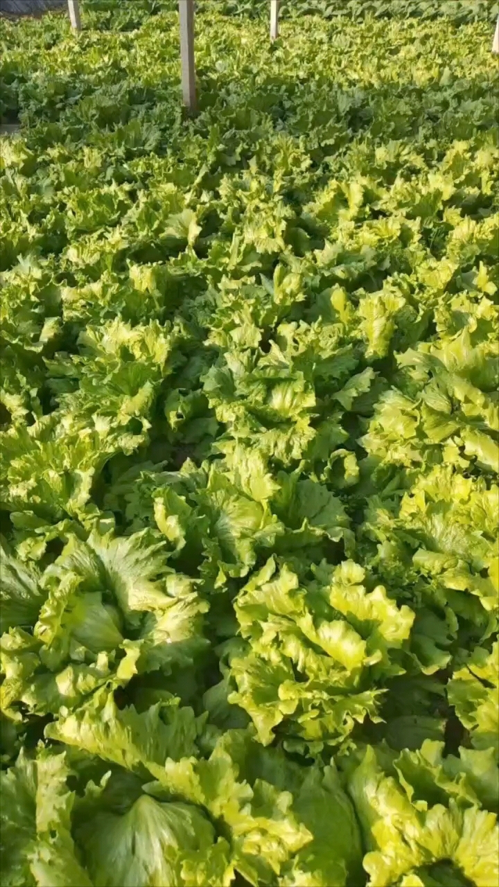 球生菜,水嫩嫩~