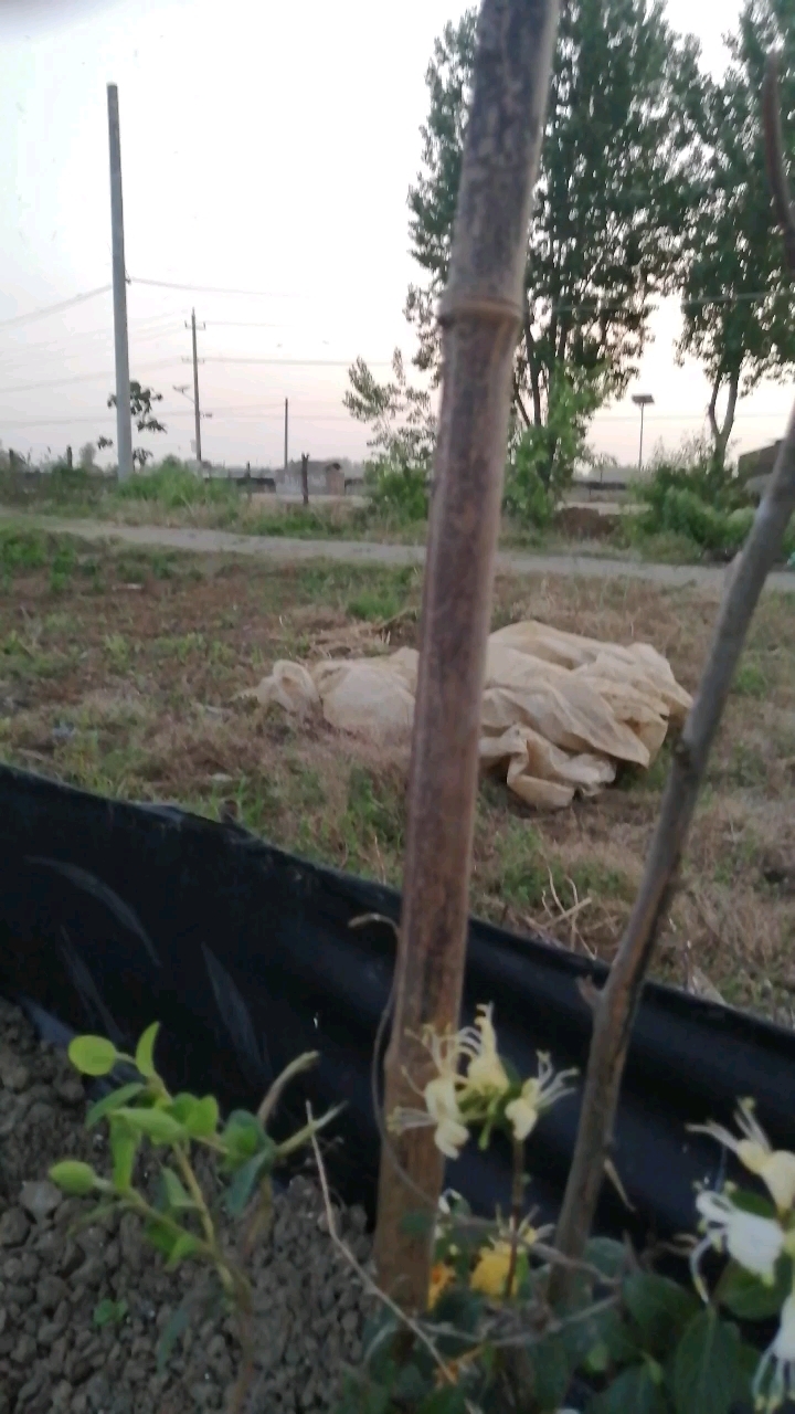 移栽金银花,他乡是故乡。故乡的土,故乡的花,故乡的小白瓜。