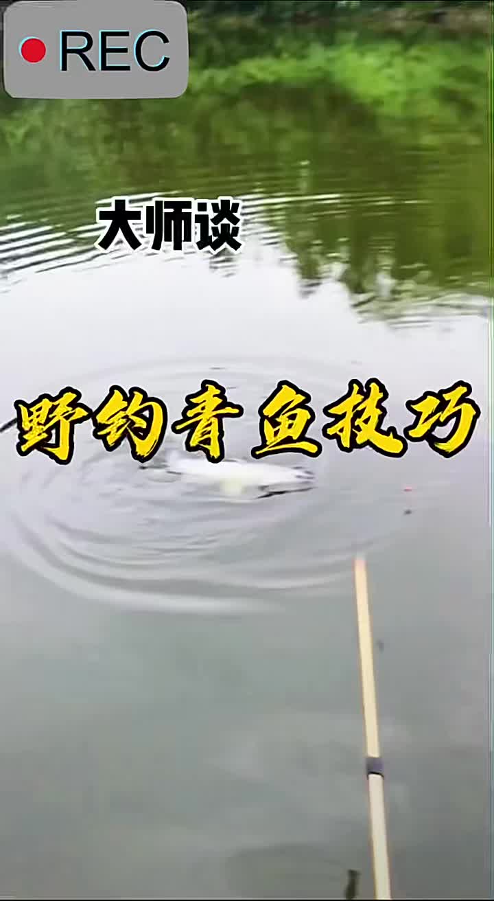 野钓青鱼和黑坑青鱼钓法