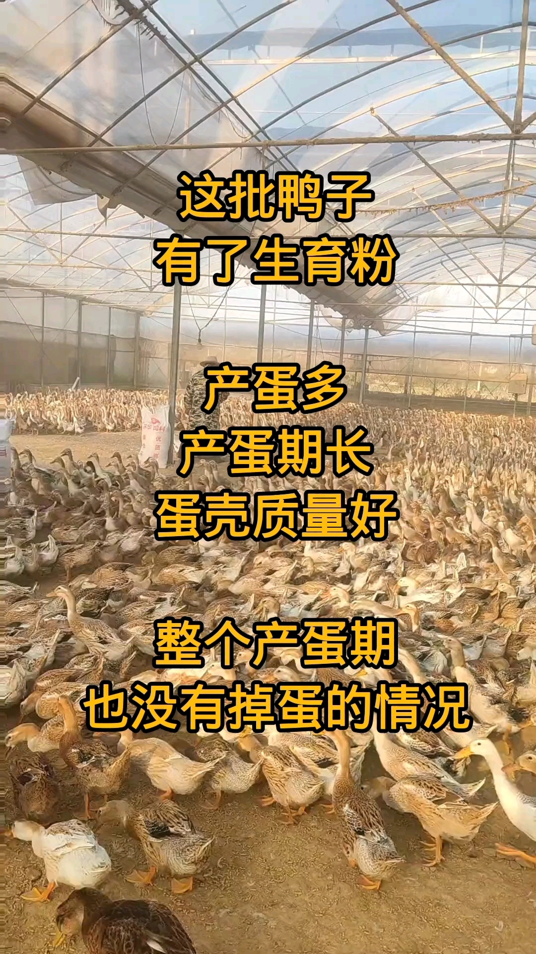 鸭子产蛋多的方法