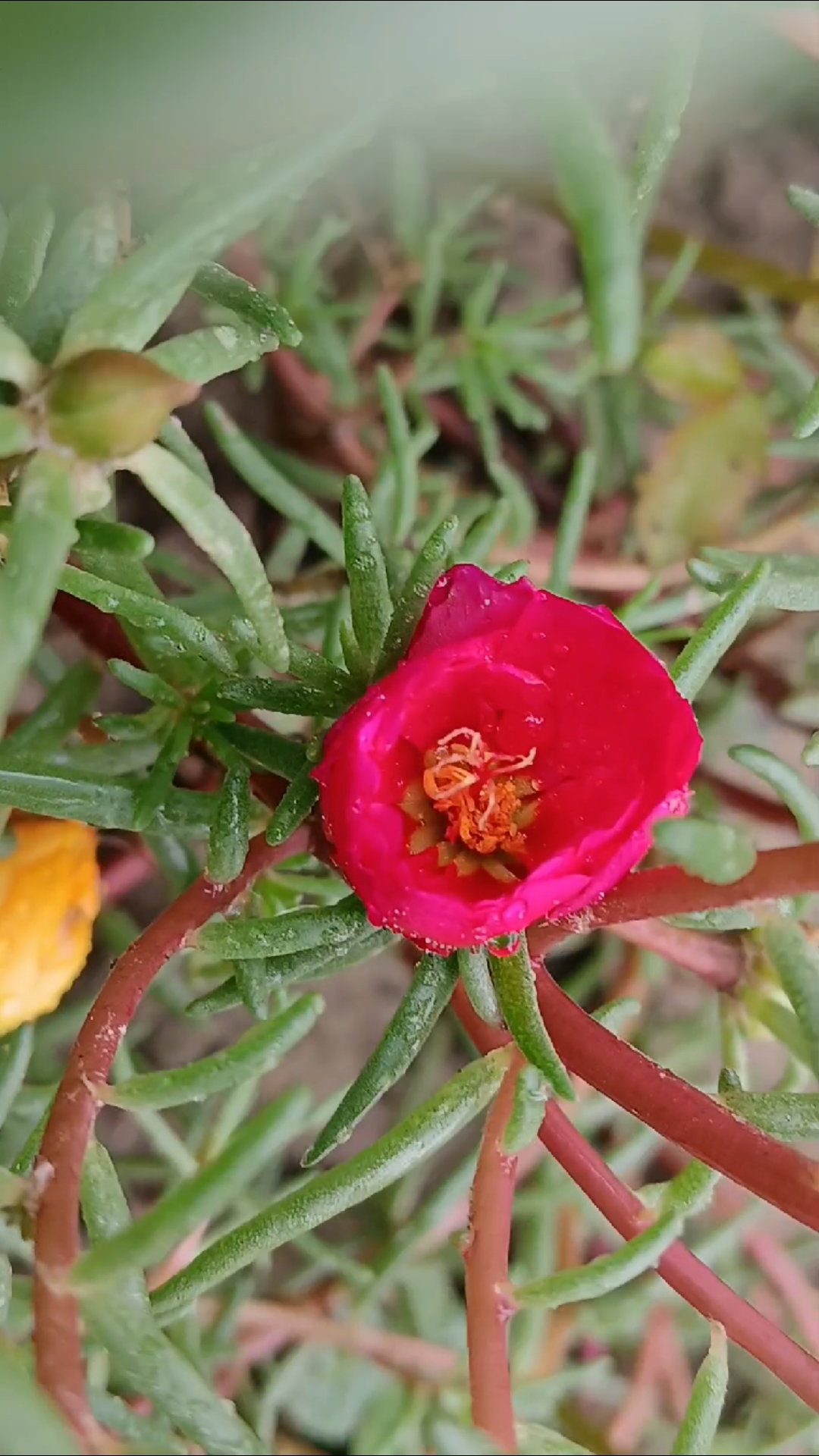 五彩马齿苋花