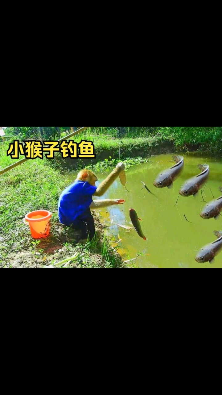 猴子学渔翁用尾巴钓鱼