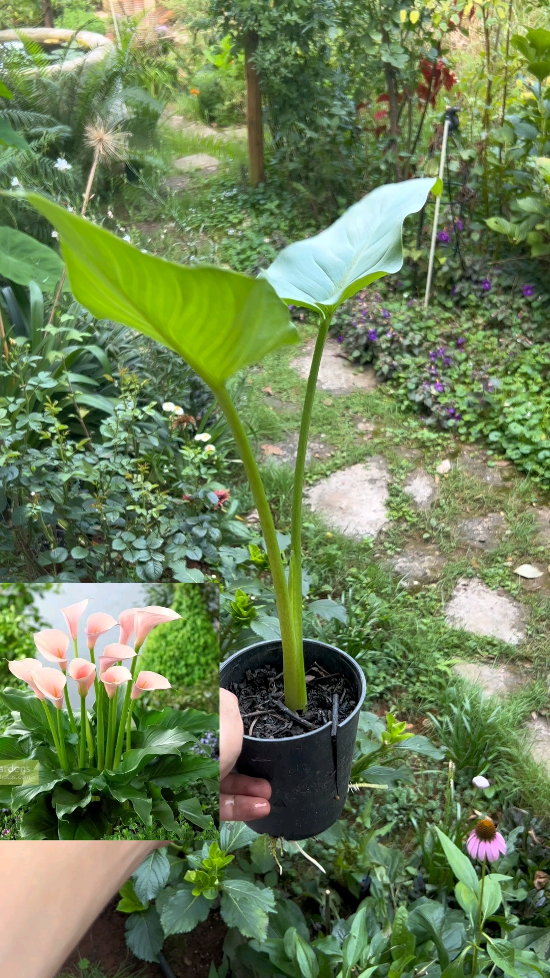 水陆两栖马蹄莲,粉花品种火烈鸟