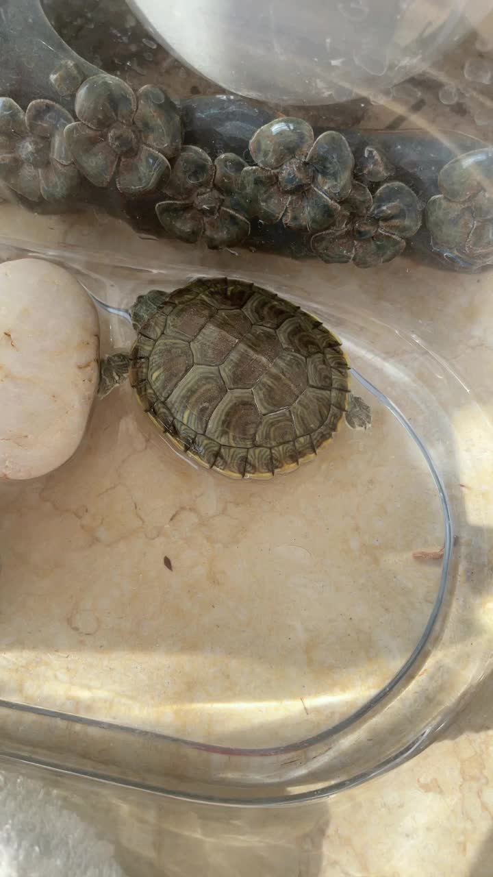 乌龟缸里有白色絮状物
