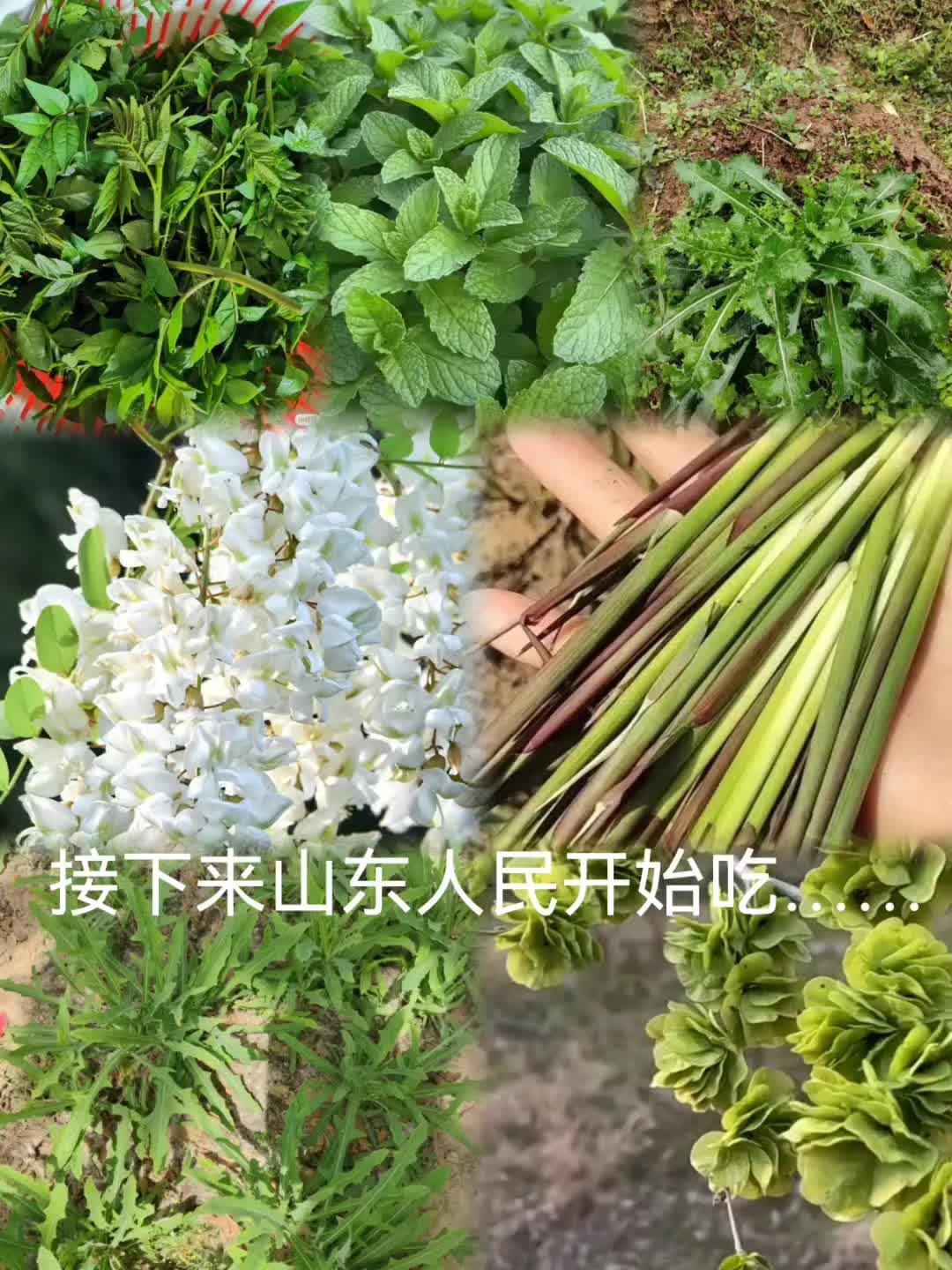 山东人的青菜,尤其是最后一种