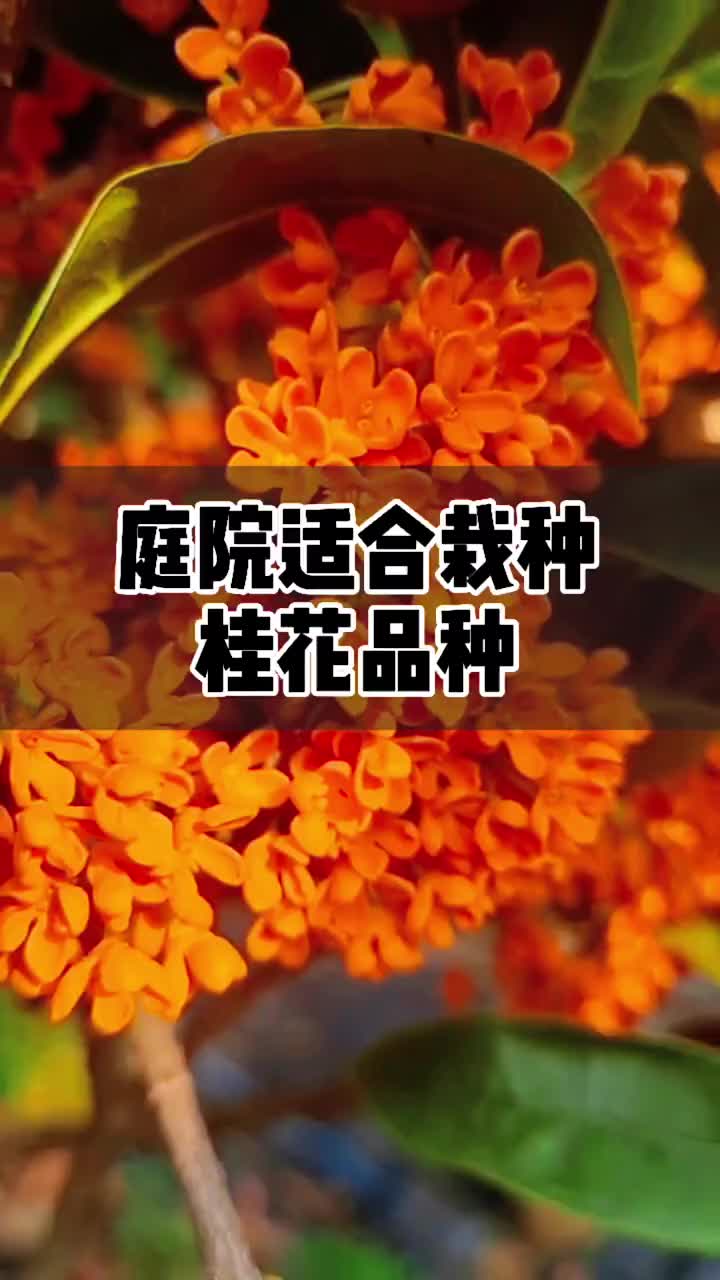 庭院适合栽种桂花品种!推荐