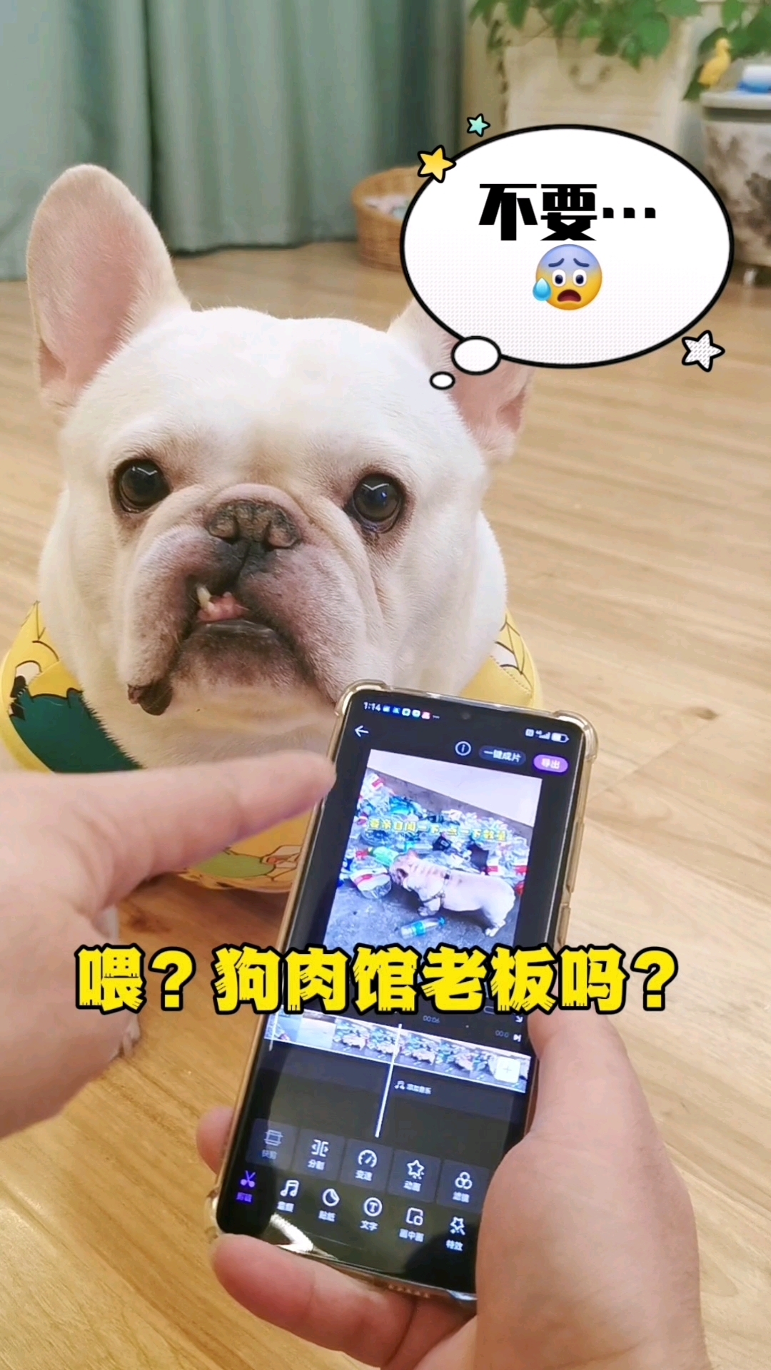 天不怕,地不怕!就怕给狗肉馆老板打电话!