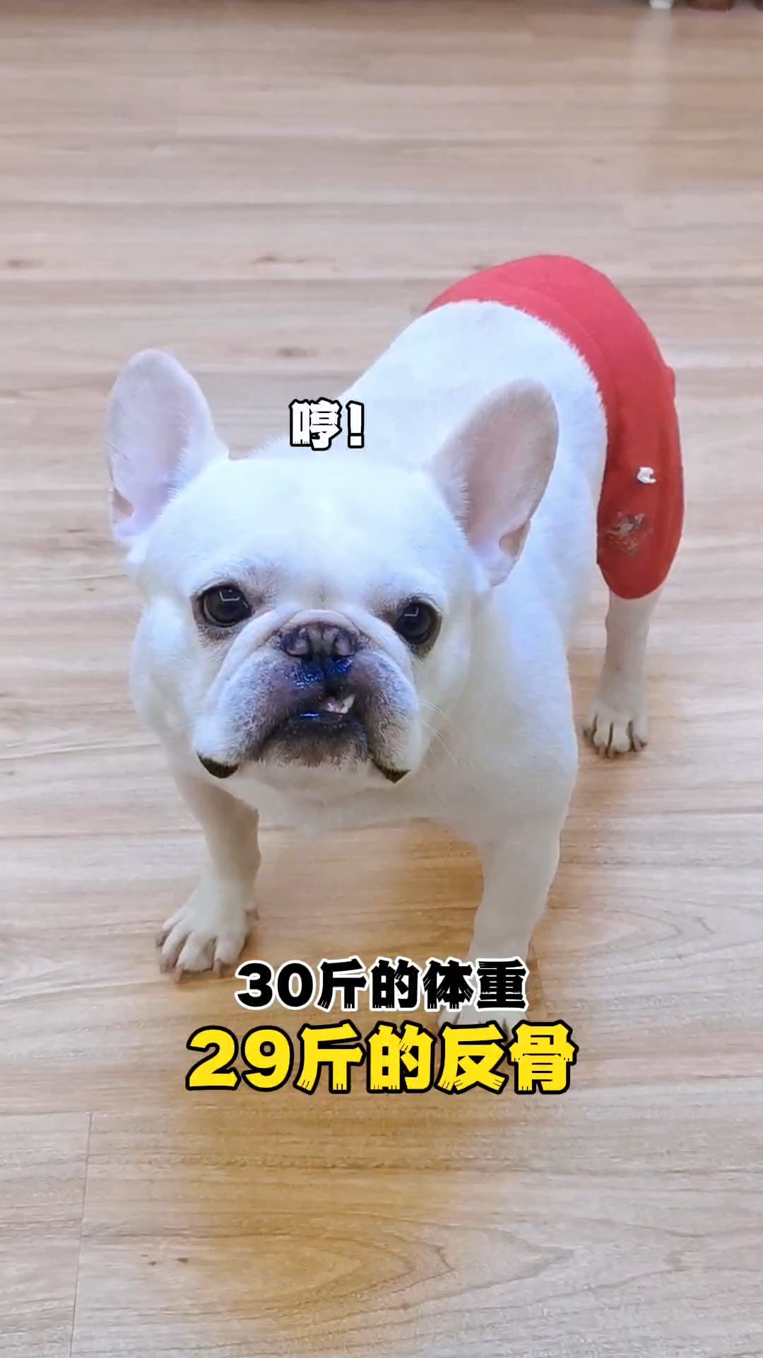 真想把它送去狗肉馆!一身的反骨!