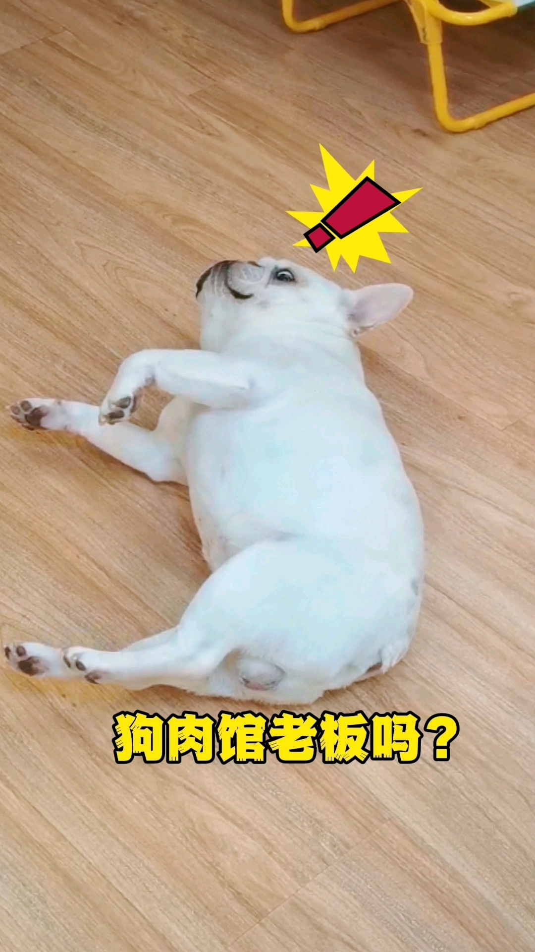 天不怕,地不怕!就怕给狗肉馆老板打电话!