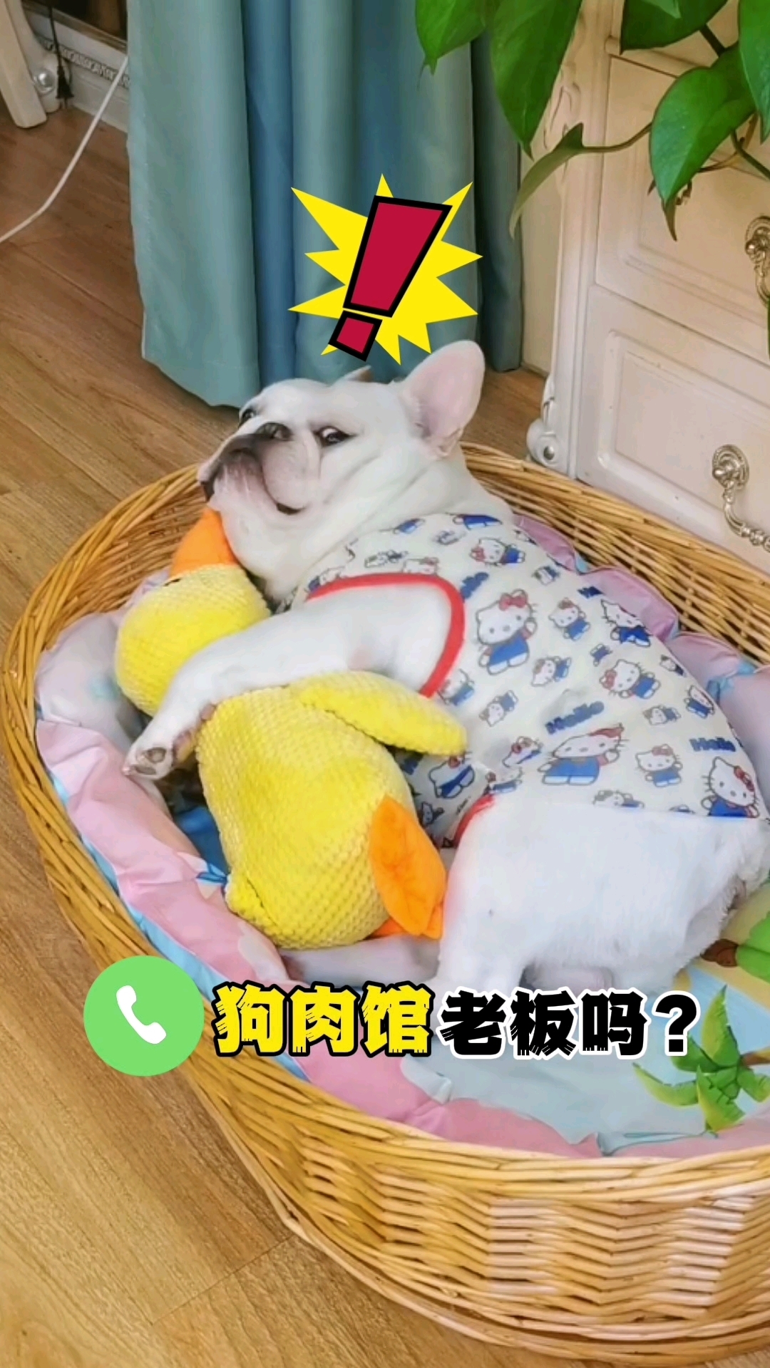 狗：老给狗肉馆老板打电话，他是咱家HR吗？