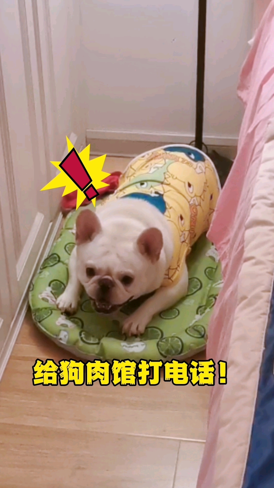 一听到“狗肉馆”三个字，瞬间消停！