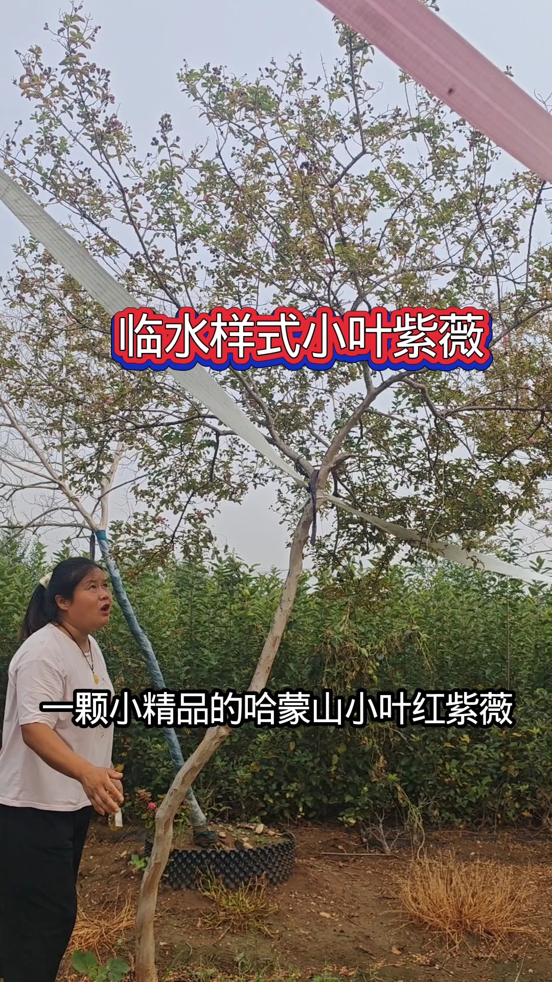 花开百日,庭院假山鱼池配景美美哒#庭院别墅高档景观树