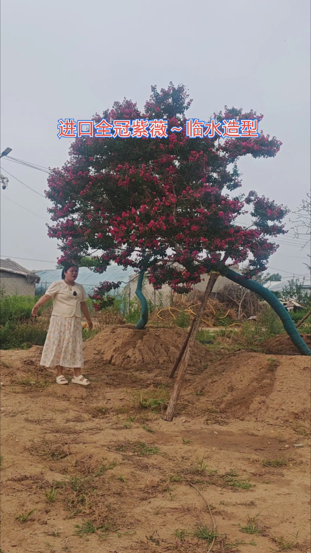进口全冠紫薇～临水造型#,鱼池假山鱼池配景美美哒##庭院别墅
