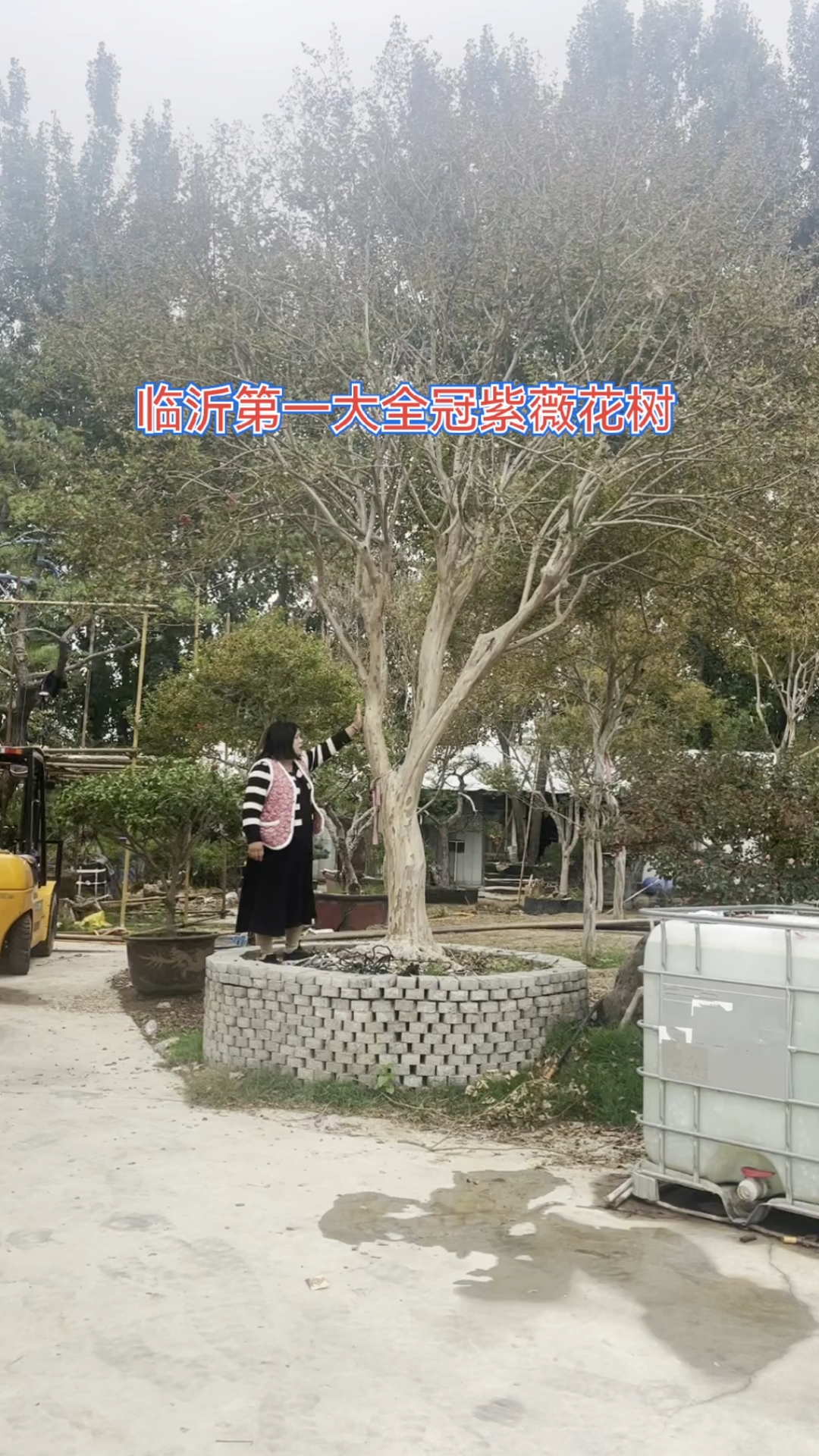 临沂第一大全冠紫薇花树,骨架优美树形优美#现场实拍#庭院别墅