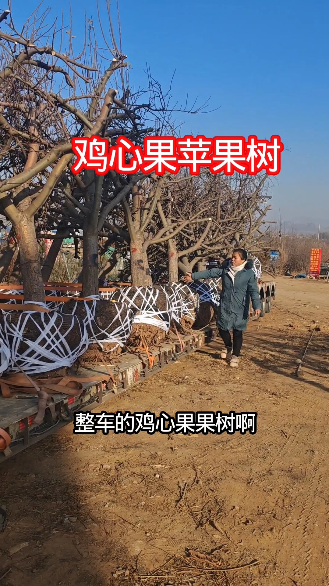 鸡心果苹果树,果实如同鸡心状清脆好吃,耐寒耐热南北方都可以