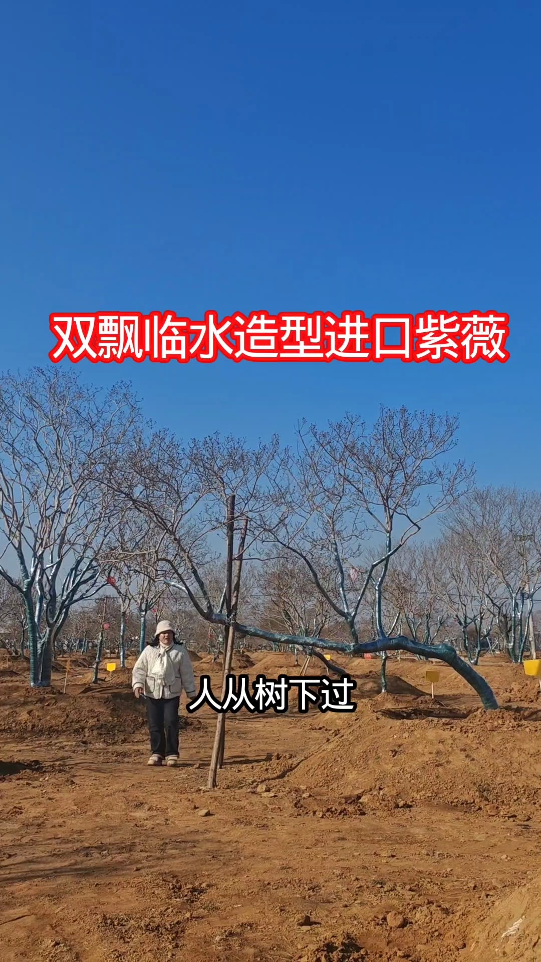 双飘临水造型进口紫薇,假山鱼池配景让你的庭院风景如画