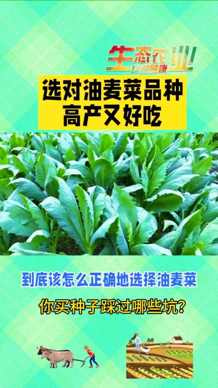 油麦菜种子怎么选?专家支招