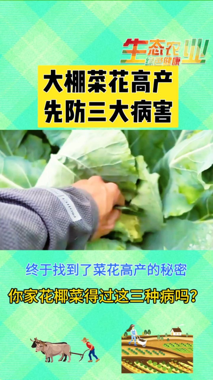 菜花高产秘诀:三大病害防治指南