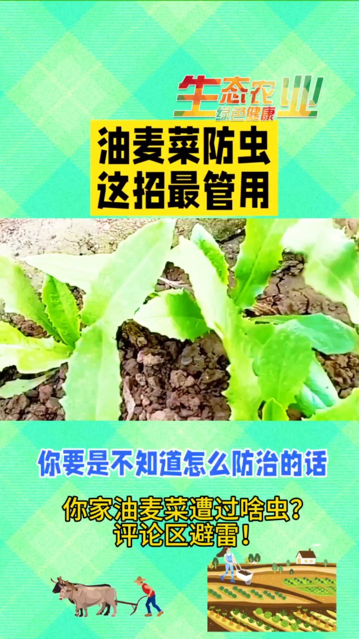 油麦菜病虫害防治全攻略
