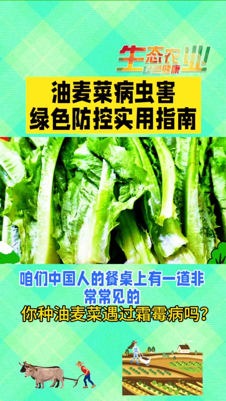 油麦菜病害防治全攻略