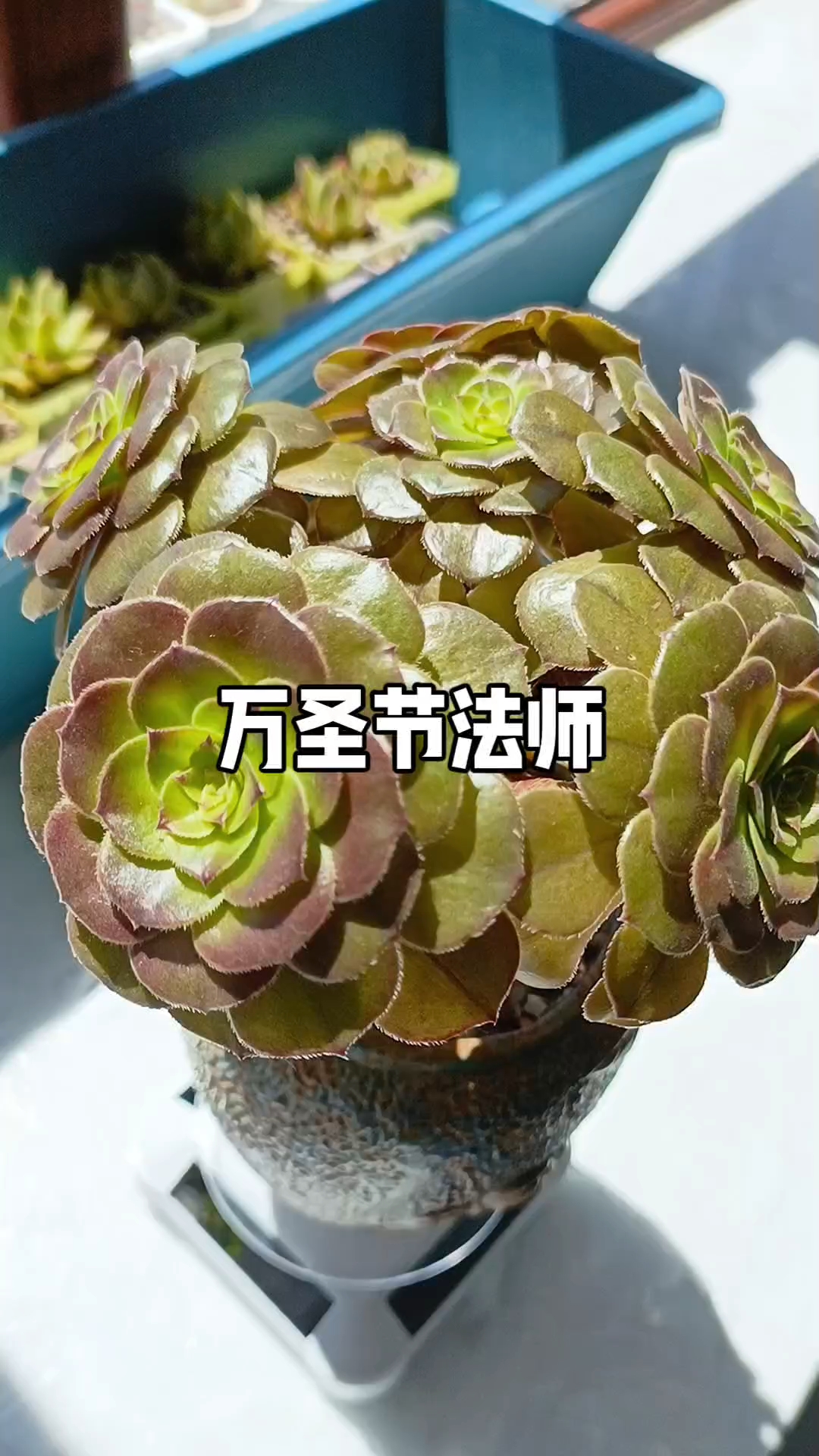 万圣节法师也是老品种非常好养